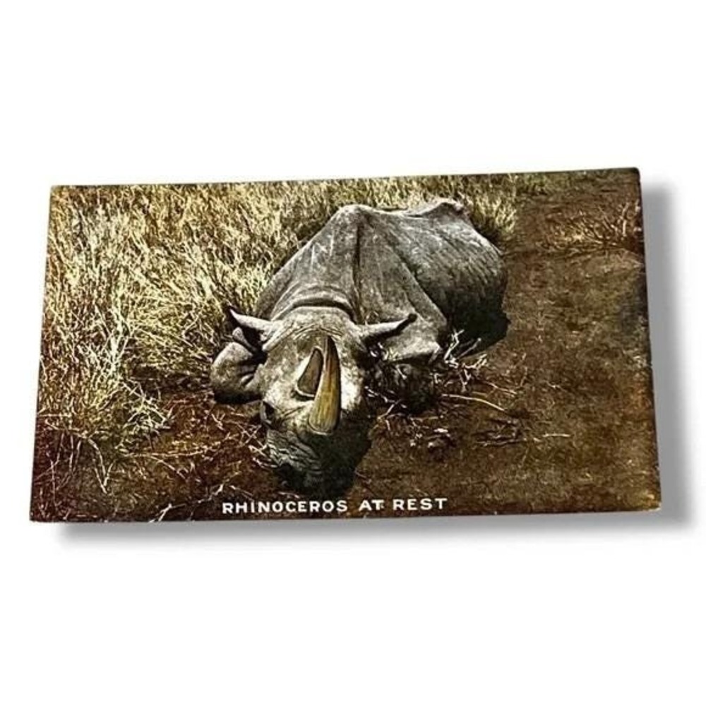 Postcard Rhinoceros at Rest Roosevelt Tour Series c1909 Divided Back Card C311